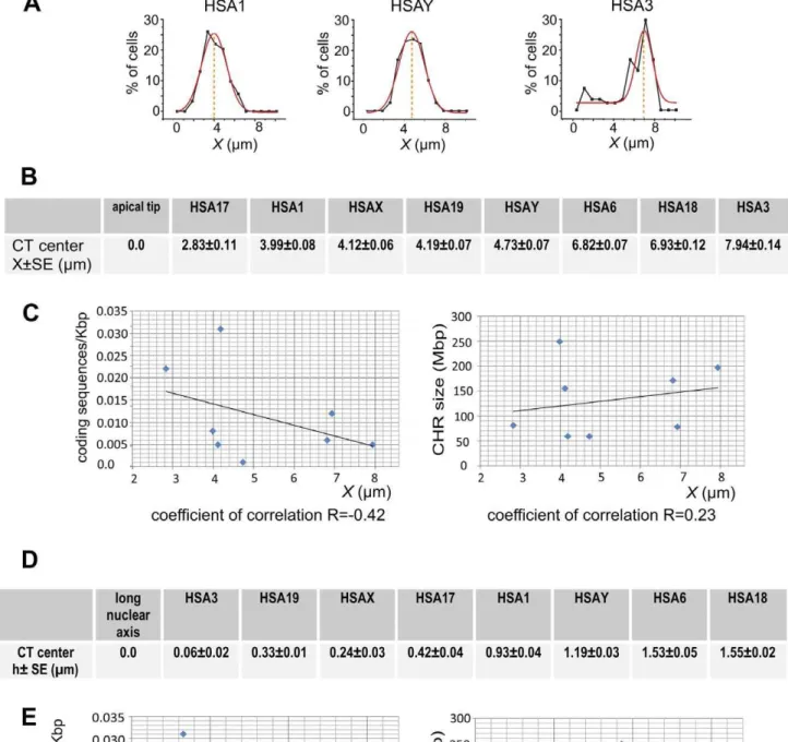 Figure 2. Relation between chromosome properties and their intranuclear localization in spermatozoa