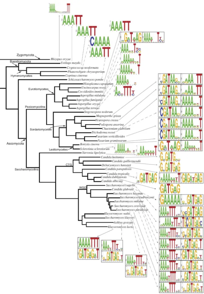 Figure 3. Distribution of the best RRPE and PAC/PAC2 matches across fungal phylogeny. Sequence logos represent the best SCOPE matches to RRPE and PAC/PAC2 sequence for each species.