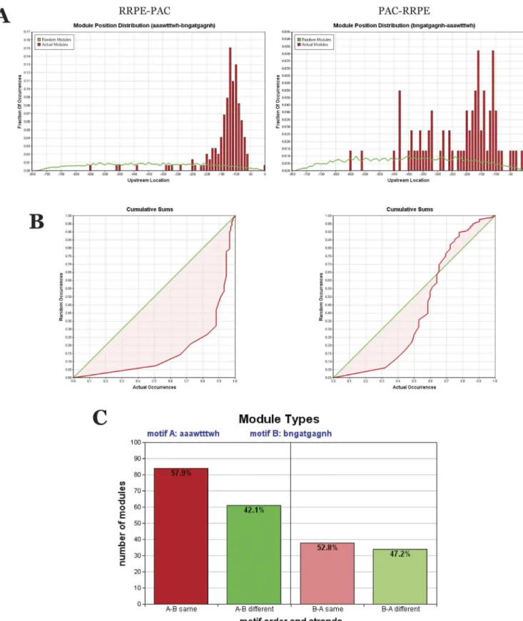 Figure 4. Comparison of two different RBA module organizations in S. cerevisiae . (A) Upstream module position distribution