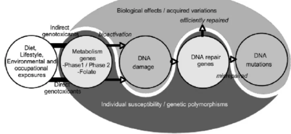 Figura  1.6.  Relações  entre  os  factores  de  risco  genético  (polimorfismos  genéticos),  exposições  ambientais  a  agentes  genotóxicos, características de estilo de vida (tabagismo, consumo de álcool, micronutrientes) e indução de mutações no  DNA 