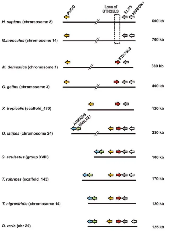 Figure 9. Genomic localizations of STK35L3 and flanking genes in different vertebrates.