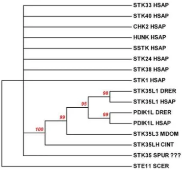 Figure 10. Evolutionary relationships of STK35L1 and its homologs with selected kinases