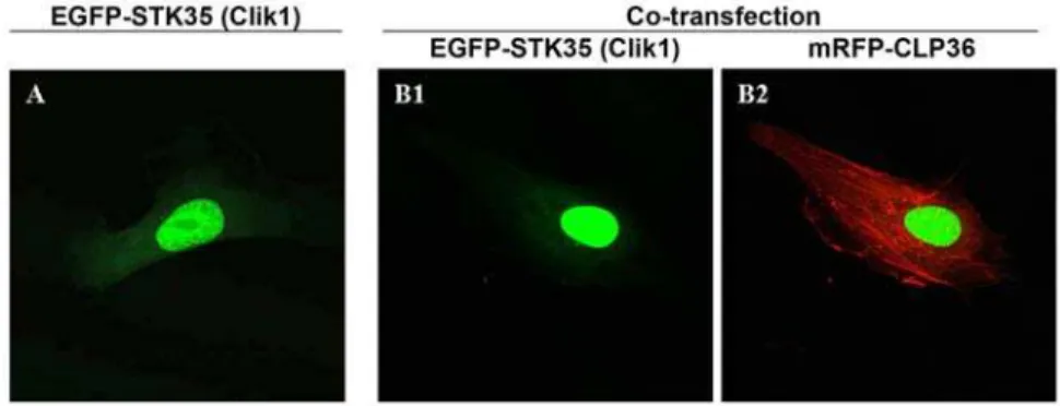 Figure 1. EGFP-STK35 (Clik1) does not translocate to actin stress fibers upon mRFP-CLP36 coexpression