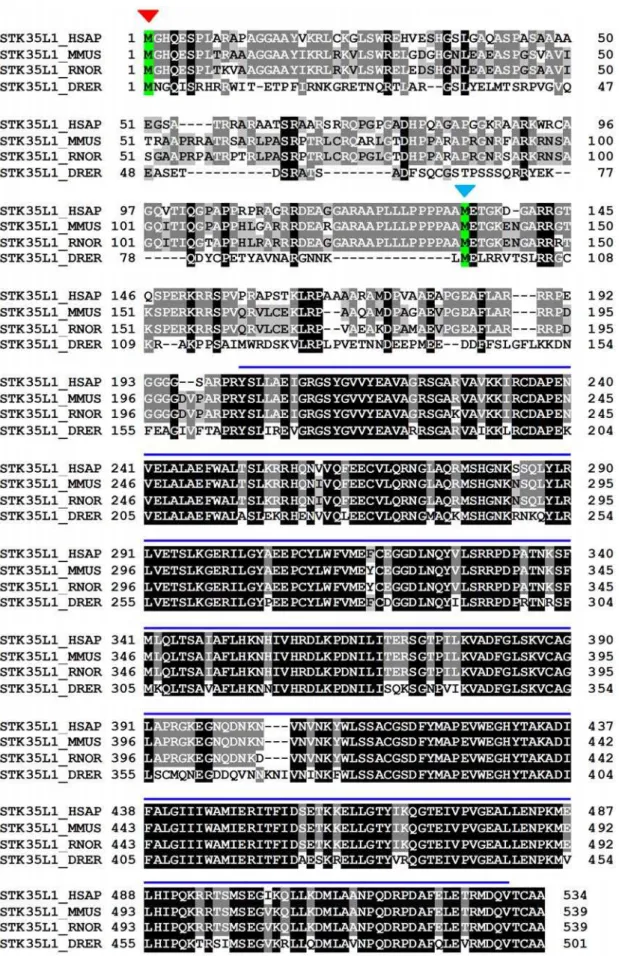 Figure 4. Alignment of protein sequence of STK35L1 from different vertebrates human (HSAP), mouse (MMUS) rat (RNOR), and zebrafish (DRER)