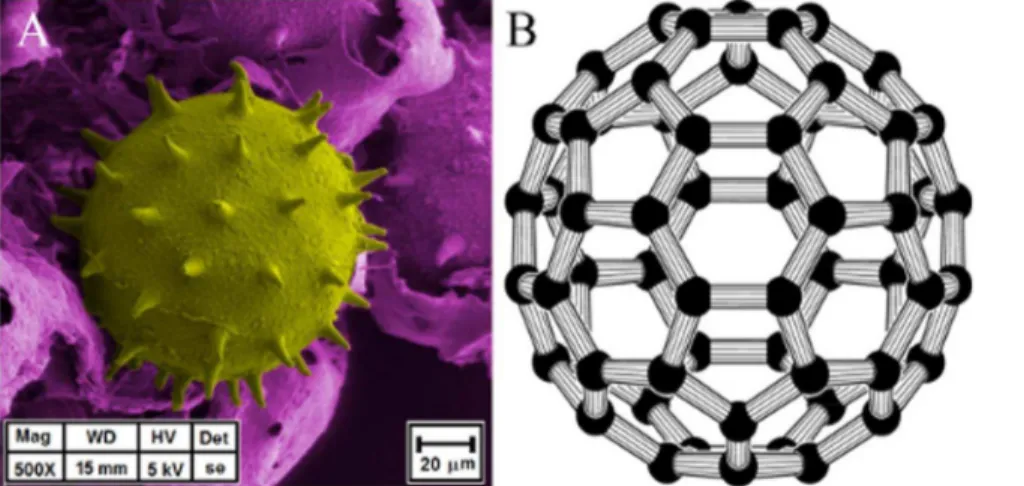 Figure 3. Comparison between an Hibiscus rosa-sinensis grain pollen (A) and a buckminster C60-fullerene molecule (B) (Creative Common License – Rob Hooft)