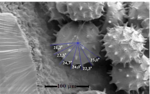 Figure 7. Microphotography of a pollen grain showing angle measurement of some of the spines on its surface.
