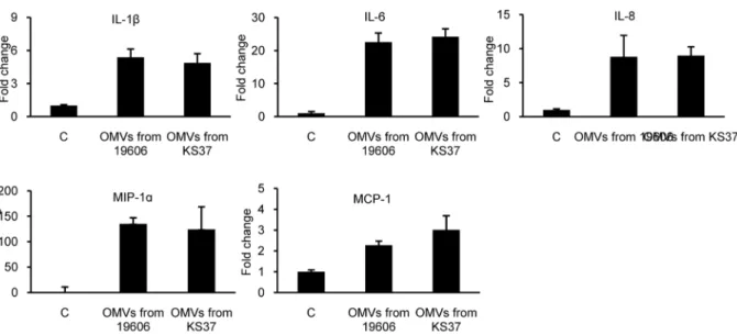 Figure 6. The inflammatory response to A. baumannii OMVs in vivo . (A) Recruitment of neutrophils in mouse skin