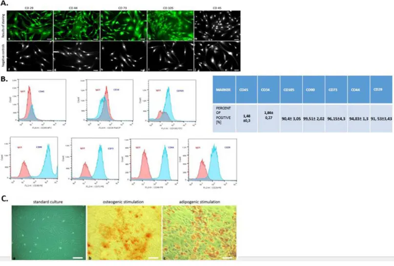 Figure 2 Phenotyping and multipotency test. The expression of specific cell markers CD29, CD44, CD73 and CD105 and the lack of hematopo- hematopo-etic cell marker CD45 (A)