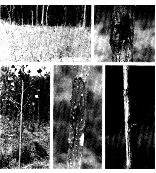 Fig. 2. Attack of insects in the genus Sciapteron spp.;