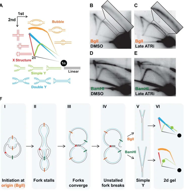 Figure 6. ATR inhibition results in fork stalling and breakage of converging forks. (A) Schematic of replication intermediate migration patter on a neutral 2 d gel generated from digested SV40 DNA