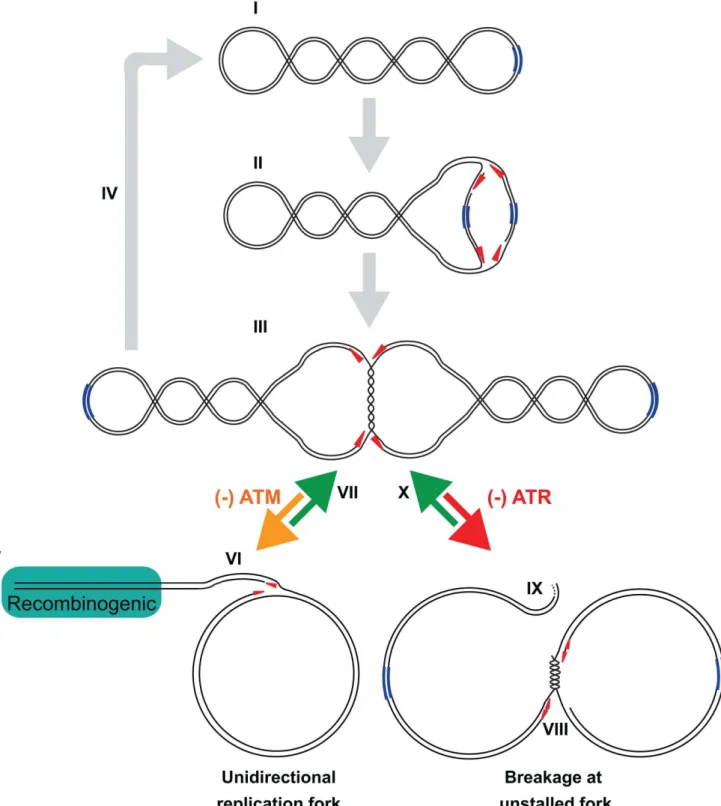 Figure 7. Model of ATM and ATR functions in SV40 DNA replication. (I) Tag initiates viral DNA replication at the viral origin of replication (blue) and the two replication forks progress bidirectionally (red arrowheads)
