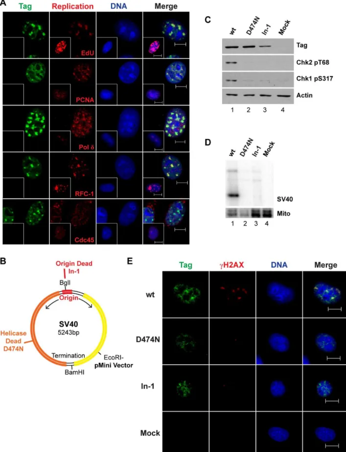 Figure 1. SV40 chromatin replication results in DNA damage signaling. (A) Representative images of chromatin-bound Tag and host DNA replication proteins in SV40- and mock-infected (inset) BSC40 cells at 48 hpi