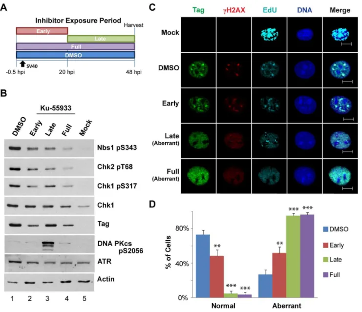 Figure 2. ATM inhibition during viral DNA replication disrupts viral replication centers