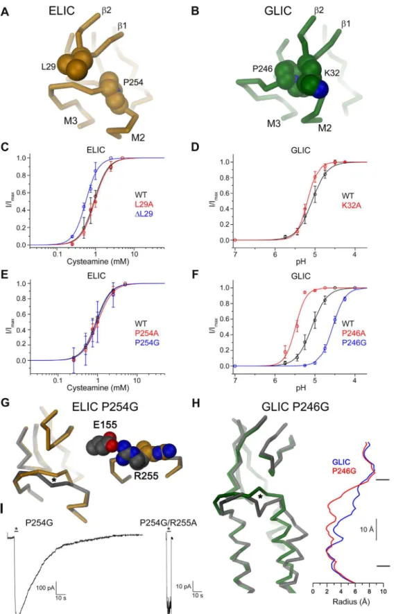 Fig 5. Interaction between the β1-β2 turn and the pore domain. Relationship between the residue at the tip of the β1-β2 turn and a conserved proline at the M2-M3 loop in (A), ELIC and (B), GLIC