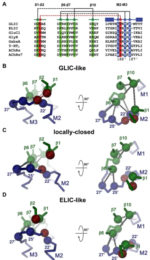 Fig 6. Role of the domain interface in channel activation. Interactions between residues at the domain interface in different channel conformations
