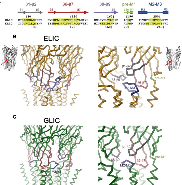 Fig 1. Domain Interface of pLGICs. (A) Aligned sequences of the domain interface of GLIC and ELIC with residue numbering shown above and below, respectively