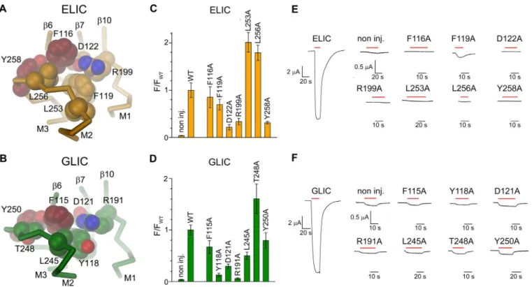 Fig 2. Nonactivating mutations at the domain interface. Cα-trace of parts of the domain interface in a single subunit of (A), ELIC and (B), GLIC with sidechains of selected nonactivating mutants shown as CPK models