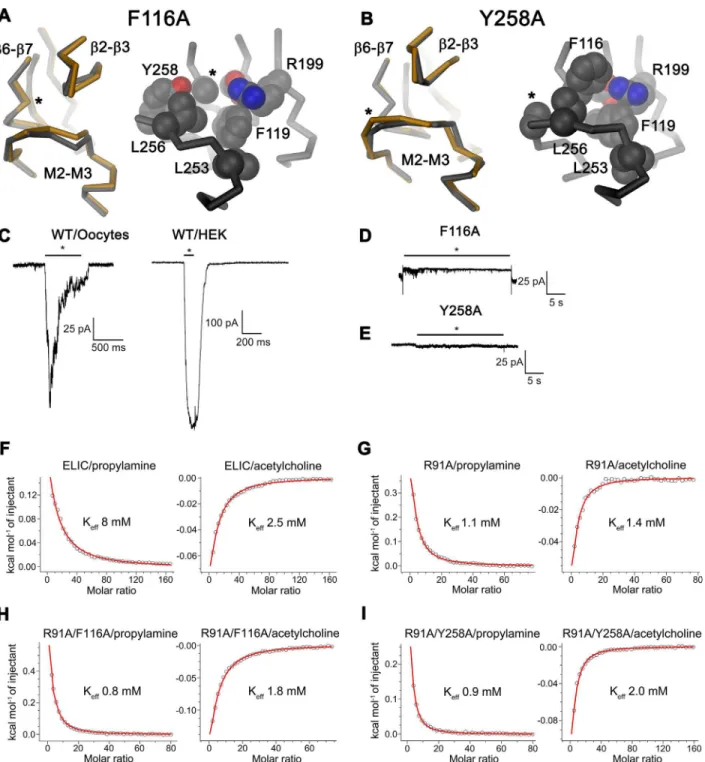 Fig 3. Characterization of two nonactivating mutants of ELIC. (A) Refined structure of the ELIC mutant F116A