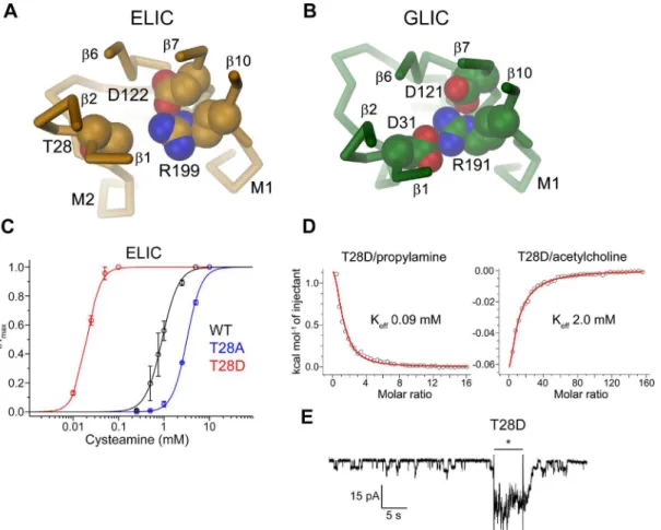 Fig 4. ELIC mutant with strongly increased potency for the agonist. Structure of the interaction region between the β1-β2 turn, a conserved arginine the end of β-10 and the β6-β7 loop in (A), ELIC and (B), GLIC
