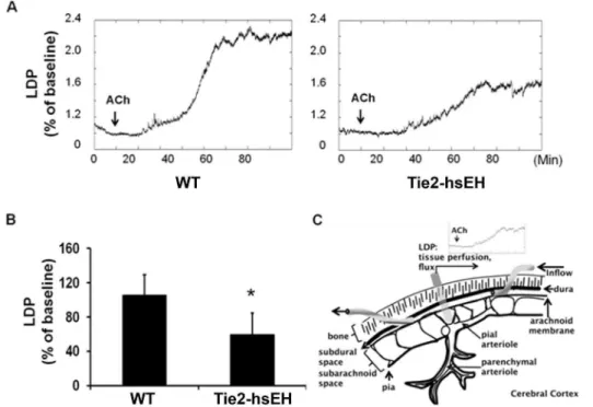 Figure 2. Effect of sEH over-expression on endothelium-dependent cerebral blood flow in male mice