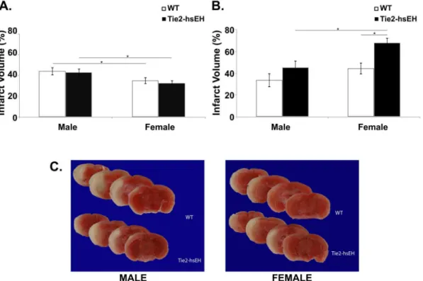 Figure 4. Cerebral blood flow (CBF) during MCAO. No significant differences in blood flow changes are observed between wild type and Tie2-hsEH mice either during MCAO or immediately following MCAO.