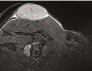 Figure 4. EpCAM in vivo binding. [125I]-Labelled specific anti EpCAM MOC31 and non-specific [125I]-labelled IgG1 antibody were used for EpCAM in vivo binding in HT29 carcinoma bearing SCID mice