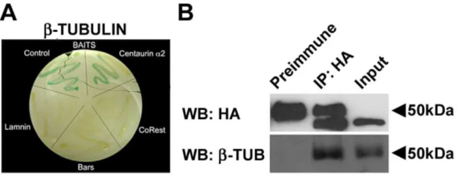 Figure 1. Centaurin-a 2 interacts with b-Tubulin. A) Yeast two-hybrid assay on L40 yeast cotransformed with Tubulin b chain and different baits (pSTT91-Centaurin-a 2 , pBTM116-CoRest, pBTM116-laminin or pBTM116-bars