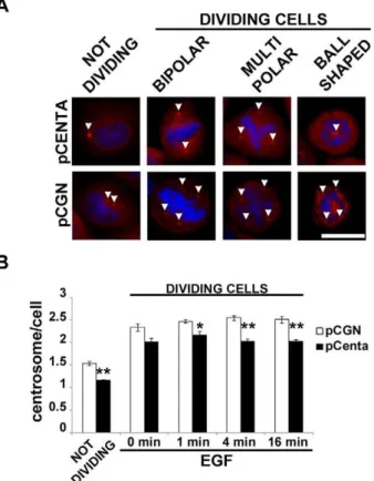 Figure 5. Centaurin-a 2 promotes the correct assembly of mitotic apparatus. A) Representative microphotographs of the spindle morphologies observed in pCGN or pCGN-Centaurin-a 2