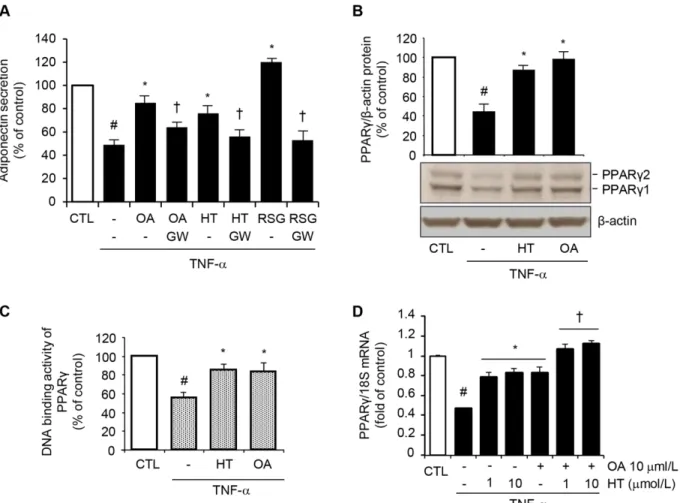 Fig 5. Attenuation by HT and OA of TNF-α-induced inhibition of PPARγ expression and activity