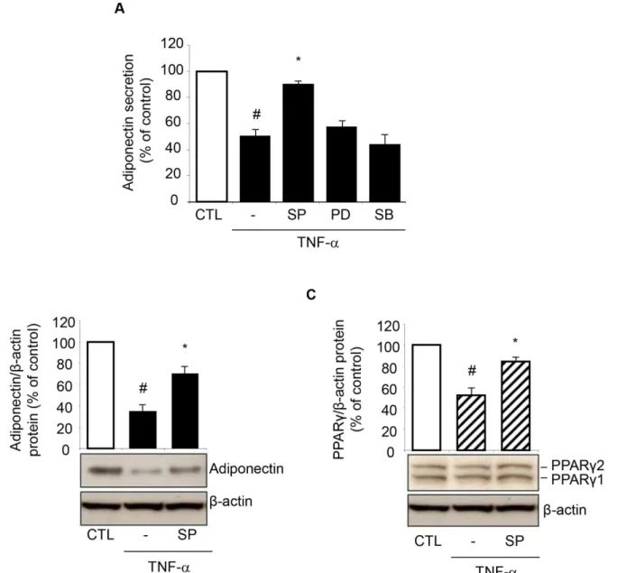Fig 6. Involvement of JNK activation in TNF-α-induced PPARγ and adiponectin inhibition