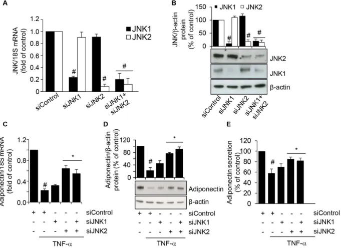 Fig 7. Attenuation of TNF-α-induced adiponectin downregulation by siRNA-mediated depletion of JNK