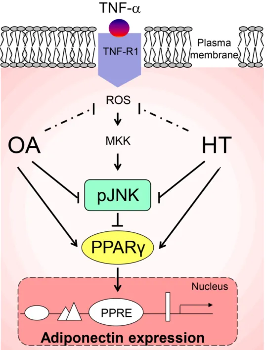 Fig 9. A working model for the HT and OA-mediated increase of adiponectin expression in TNF-α- TNF-α-stimulated adipocytes