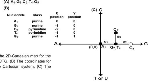 Figure 2.3.1.Building the 2D-Cartesian map for the  (A) DNA fragment AGCTG. (B) The coordinates for  each  nucleotide  in  the  Cartesian  system