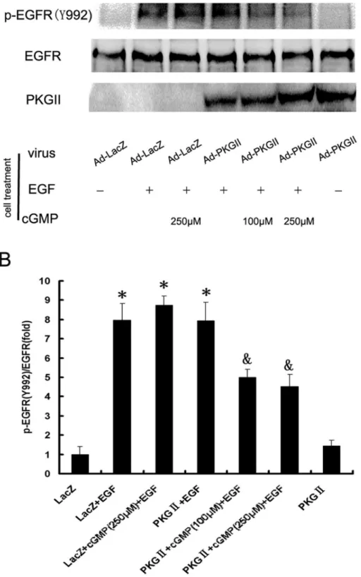 Figure 2. PKG II prevents EGF-induced Tyr 992 phosphorylation of EGFR. AGS cells were infected with Ad-LacZ or Ad-PKG II for 48 h and serum starved o/n