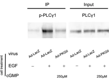 Figure 4. PKG II blocks the phosphorylation of PLCc1. AGS cells were grown in 100-mm plates and infected with either LacZ or  Ad-PKG II