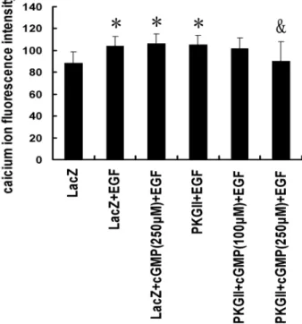 Figure 6. PKG II inhibits the release of Ca 2+ from the endoplasmic reticulum (ER). Either Ad-PKG II-infected or  Ad-LacZ-infected cells growing in a 96-well plate were serum-starved for 12 h, loaded with 5 mM of membrane permeable calcium indicator fluo-3