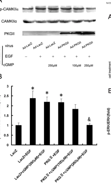 Figure 8. PKG II blocks the phosphorylation of CAMK Iia. AGS cells were treated same as described in Figure 2