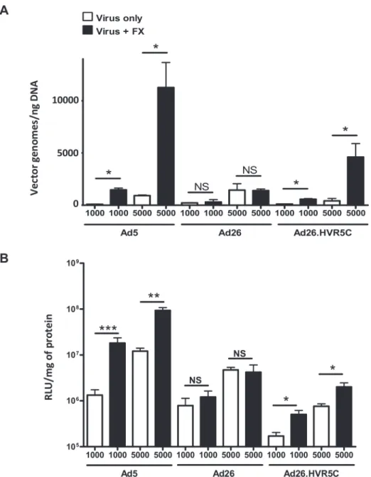 Fig 5. FX-mediated Ad26.HVR5C cell surface binding and transduction. (A) Binding of 1000 or 5000 vp/