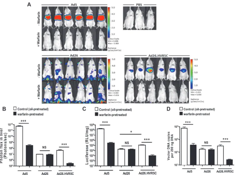 Fig 6. In vivo analysis of Ad26.HVR5C mediated liver transduction in MF1 mice. (A + B) Luciferase expression was visualised (A) and quantitatively assessed (B) by whole-body bioluminescence imaging 72 h after intravascular administration of 1x10 11 vp/mous