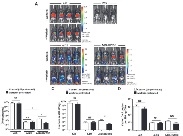 Fig 7. In vivo analysis of Ad26.HVR5C biodistribution in immune deficient mice. (A + B) Luciferase expression was visualised (A) and quantitatively assessed (B) by whole-body bioluminescence (IVIS) imaging 72 h after intravascular administration of 1x10 11