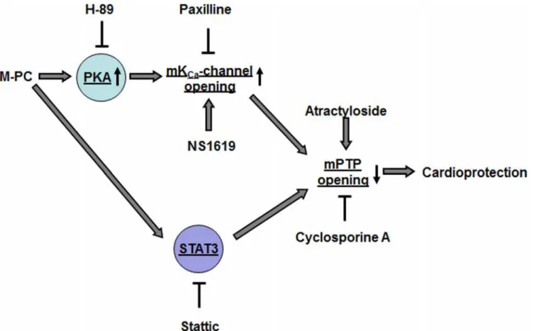 Fig 6 shows a schematic representation of the signalling pathways of morphine-induced pre- pre-conditioning that has been investigated within this study