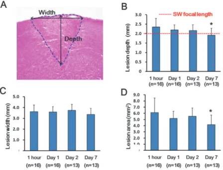Fig 5. Time course of Depth, Width and Area of the SW-induced Lesions. The lesion depth and width were measured as indicated by the arrows, and the area was measured as indicated by the dashed line (A).