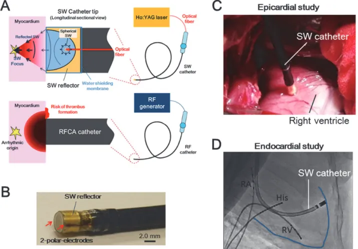 Fig 1. Shock Wave Catheter Ablation (SWCA) System and Catheter Position in Animal Study