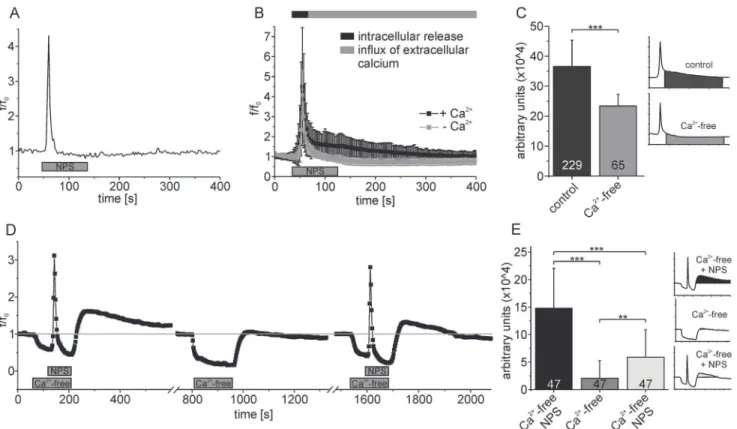 Fig 6. NPS application triggers store-operated calcium entry (SOCE) in neurons expressing NPSR1