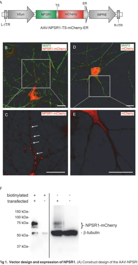 Fig 1. Vector design and expression of NPSR1. (A) Construct design of the AAV-NPSR1-TS-mCherry-ER vector