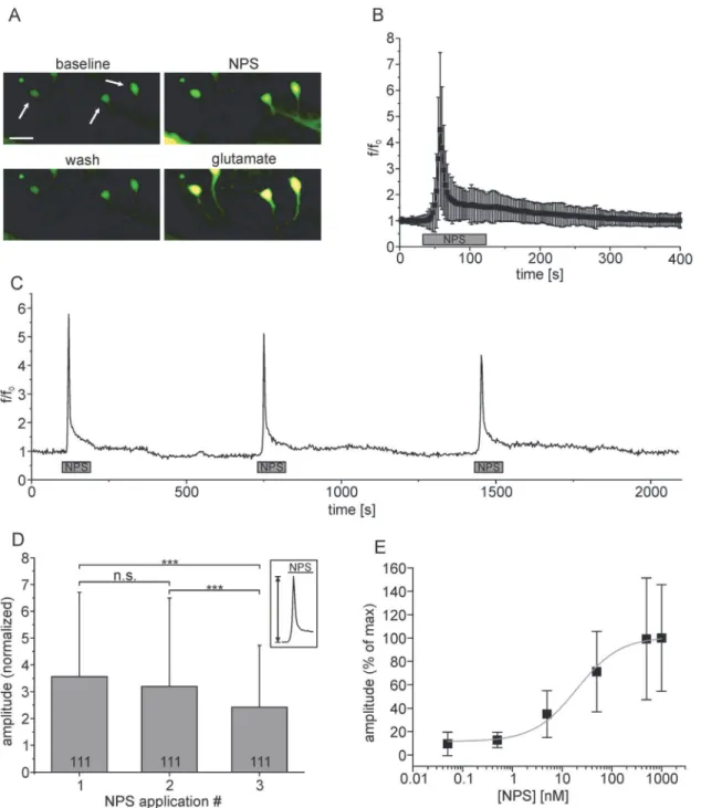 Fig 2. NPS-evoked calcium signals in hippocampus neurons expressing NPSR1. (A) Mean fluorescence images of Fluo4-stained hippocampus neurons transfected with AAV-NPSR1-TS-mCherry-ER during baseline-conditions, application of 500 nM NPS, washout and applica