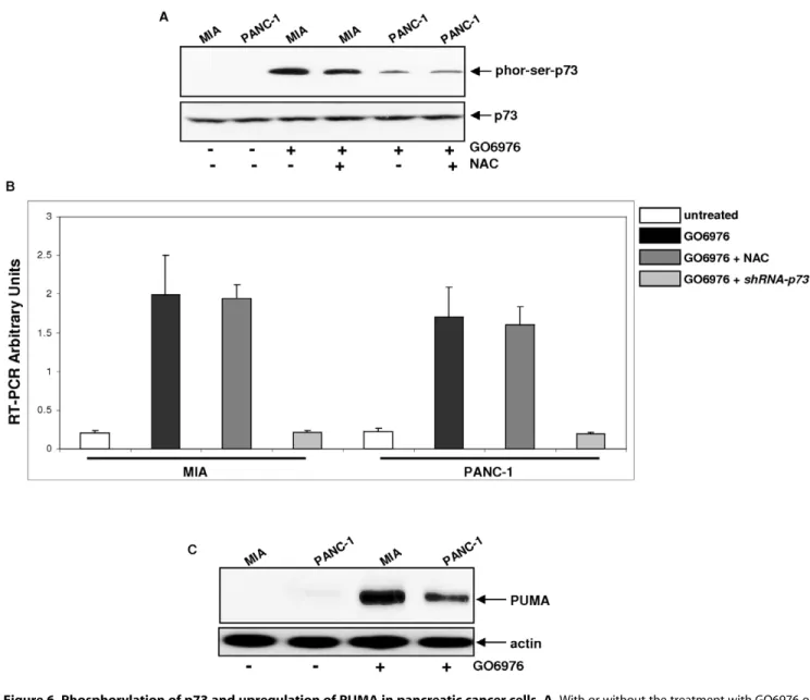 Figure 6. Phosphorylation of p73 and upregulation of PUMA in pancreatic cancer cells. A