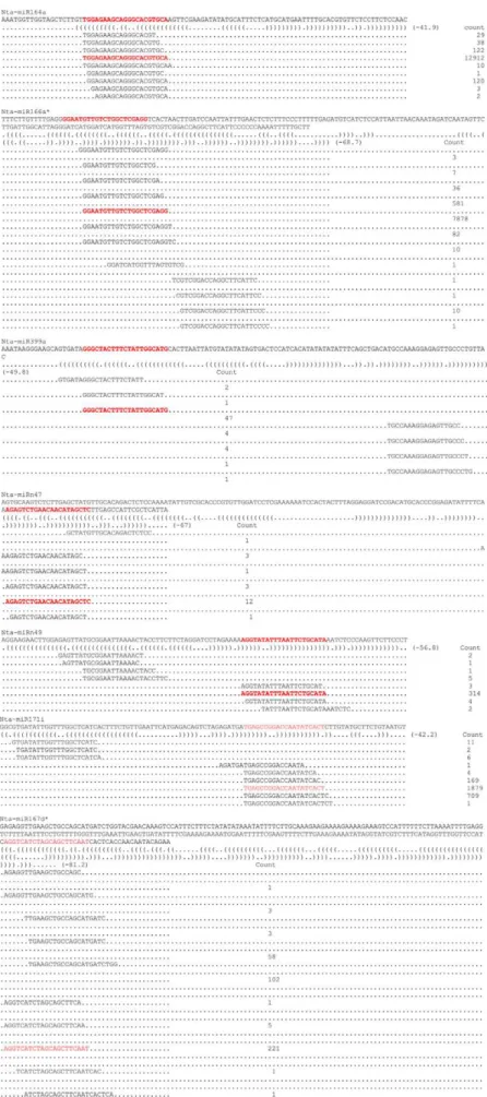 Figure 6. MiRNA precursors and the sequencing reads of miRNA. (Nucleotide bases of mature miRNAs are highlighted with red color.).