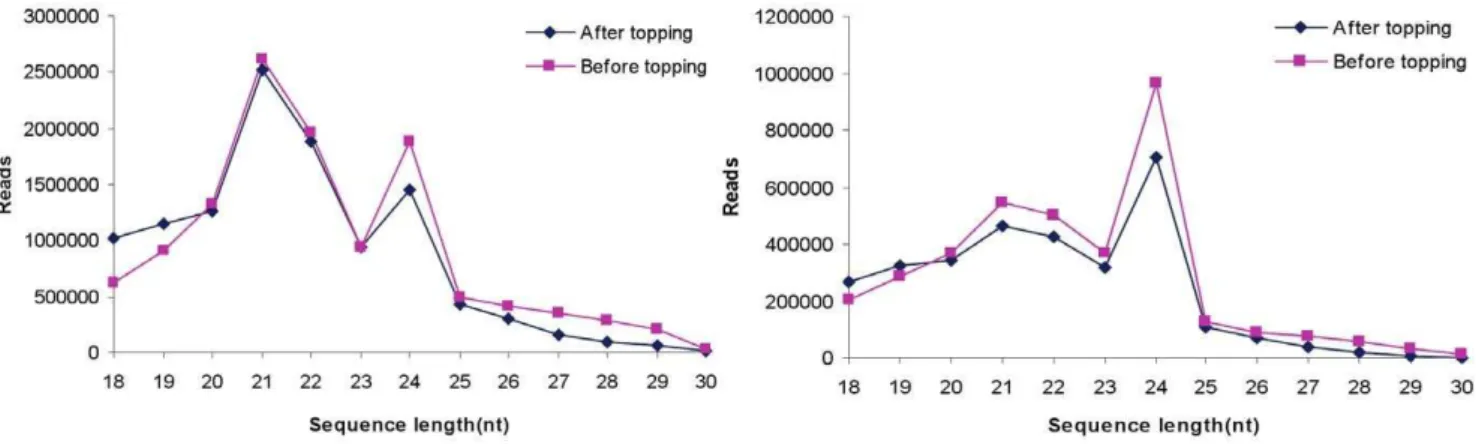 Figure 1. Size distribution of small RNAs in tobacco roots. Left: redundant reads; Right: unique reads.