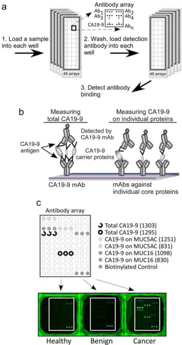 Figure 1. Detection of total CA19-9 and CA 19-9 on individual proteins using antibody arrays